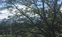 Poseidon Valley Tree Service's gallery