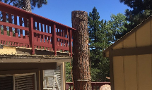 Poseidon Valley Tree Service's gallery