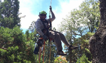 Poseidon Valley Tree Service's gallery