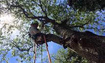Poseidon Valley Tree Service's gallery