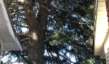 Poseidon Valley Tree Service's gallery