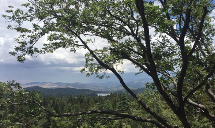 Poseidon Valley Tree Service's gallery