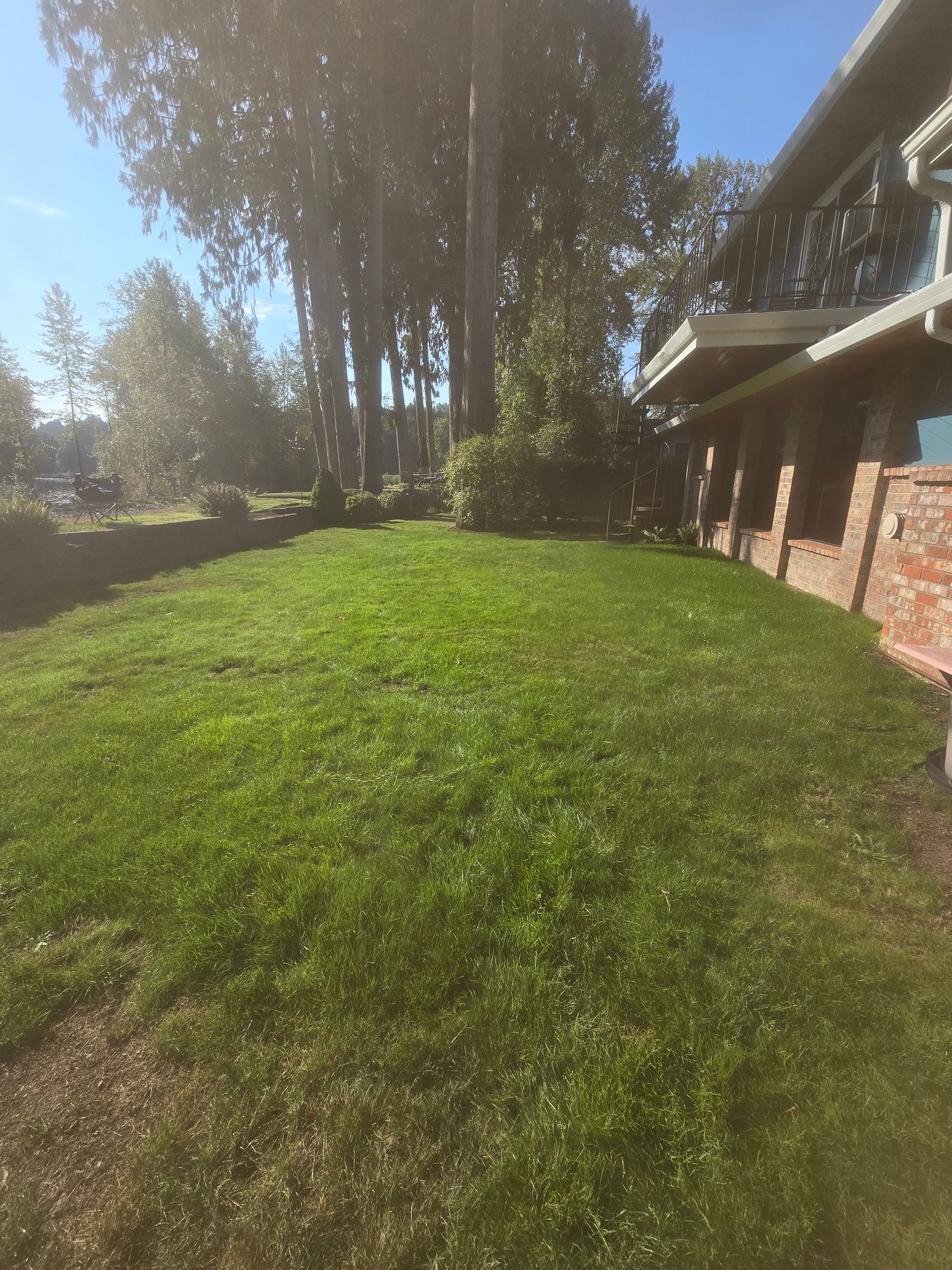 Grassy yard beside a brick house, with tall trees and bright sunlight.