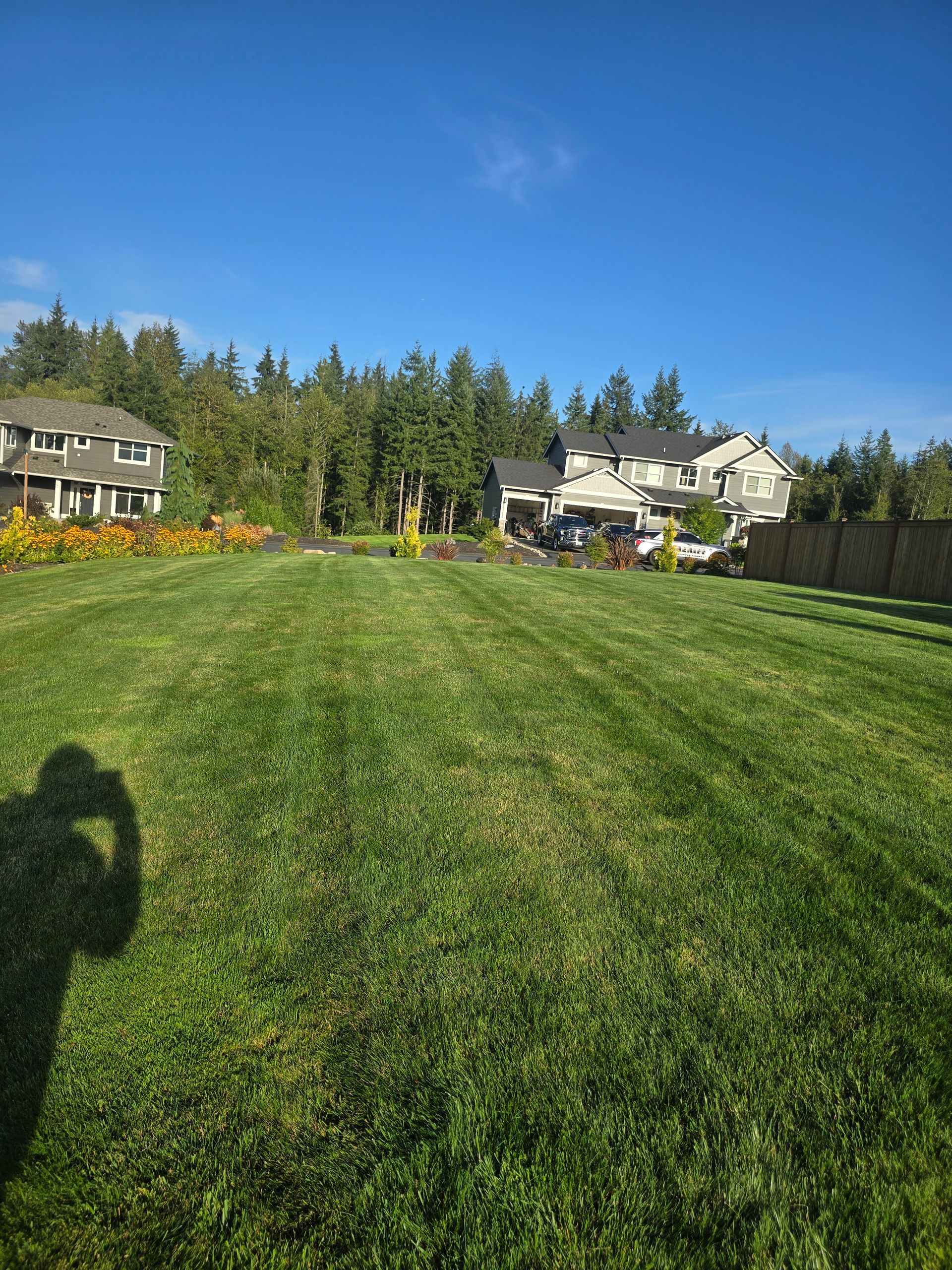 Sunny grassy backyard with houses, tall evergreens, and a blue sky