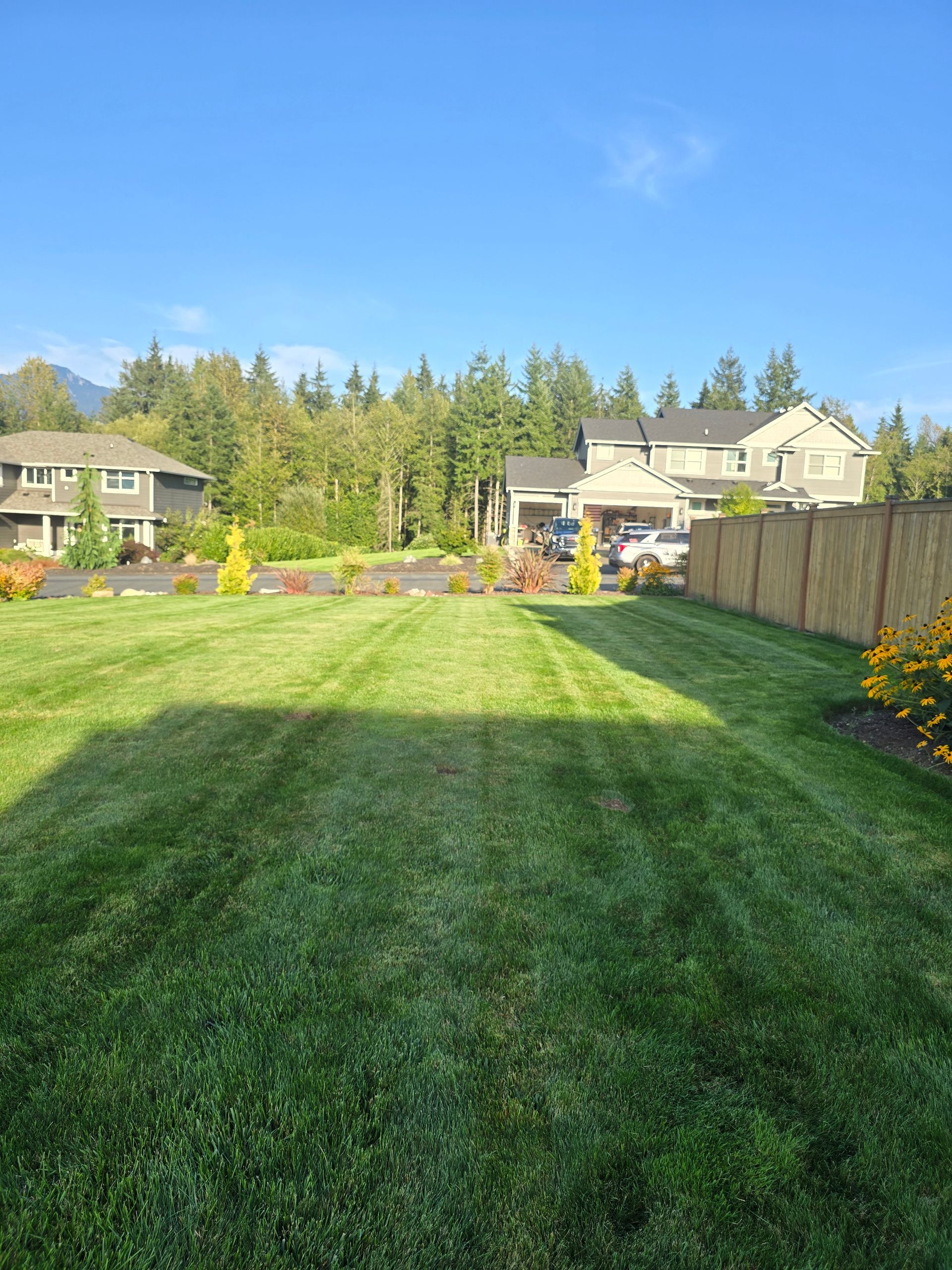 Sunny suburban backyard with a wide green lawn, wooden fence, and houses and trees in the background.