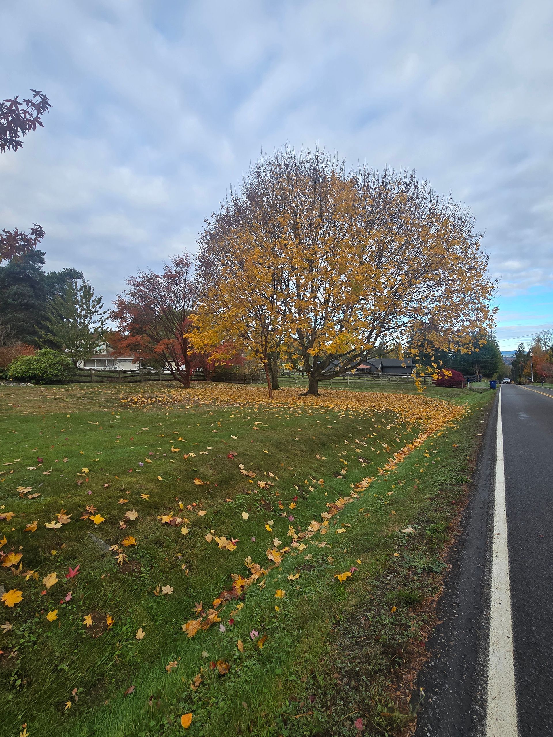 A tree with yellow leaves in a grassy area next to a road, under a cloudy sky.