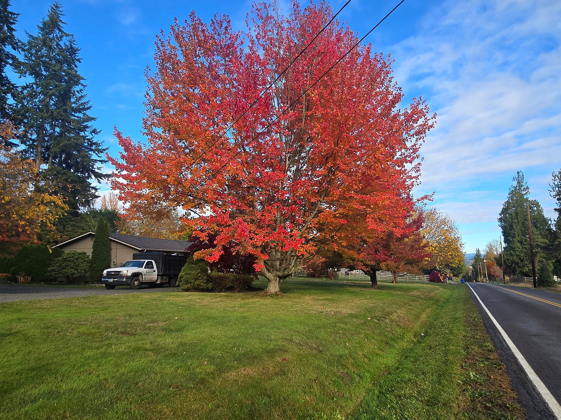 Red autumn tree in front yard, with a road and house in the background. Bright blue sky.