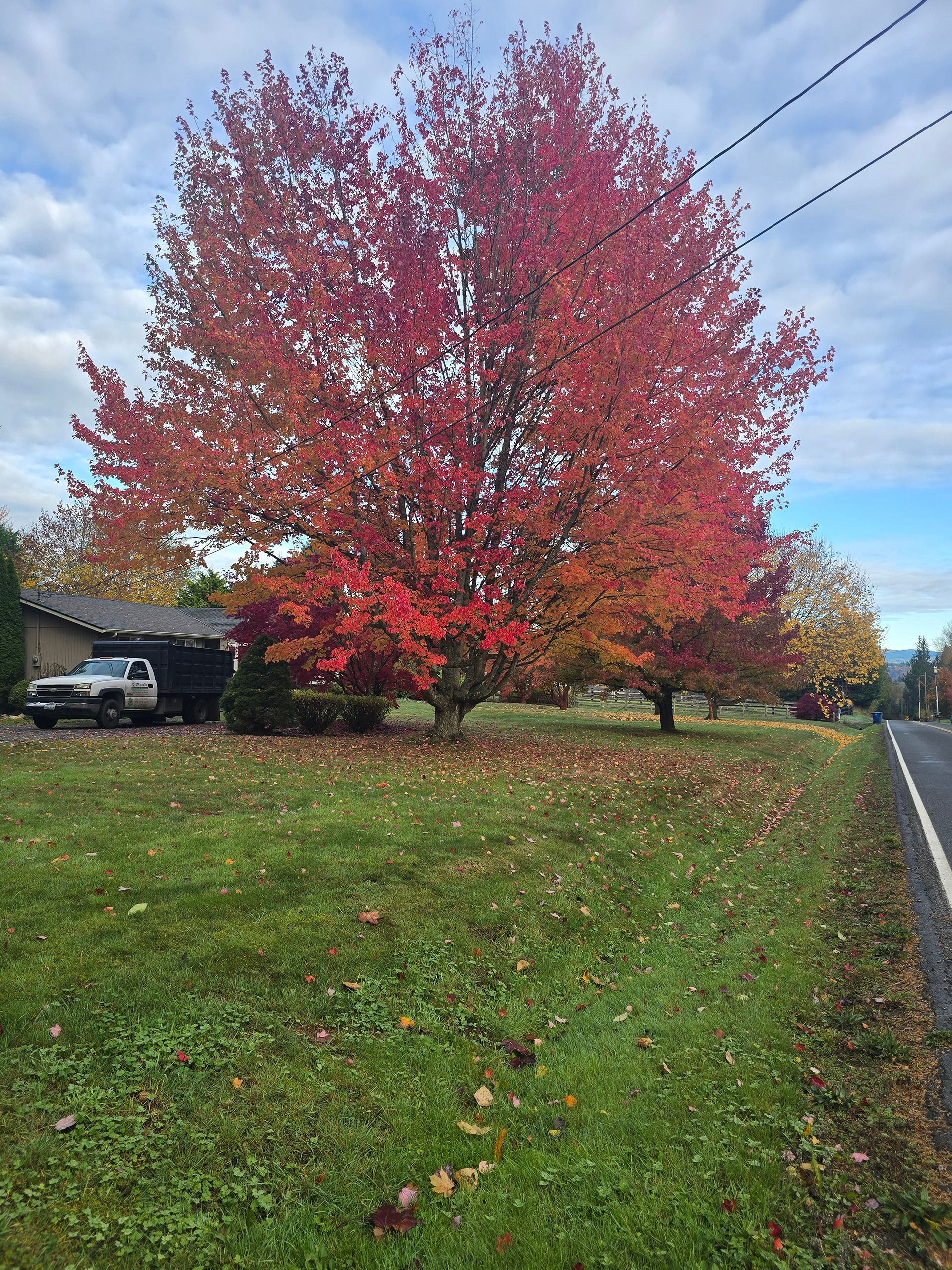 Red and orange autumn tree in front yard next to a road. A white truck is parked nearby.