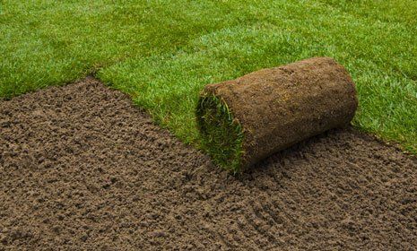 sod replacement