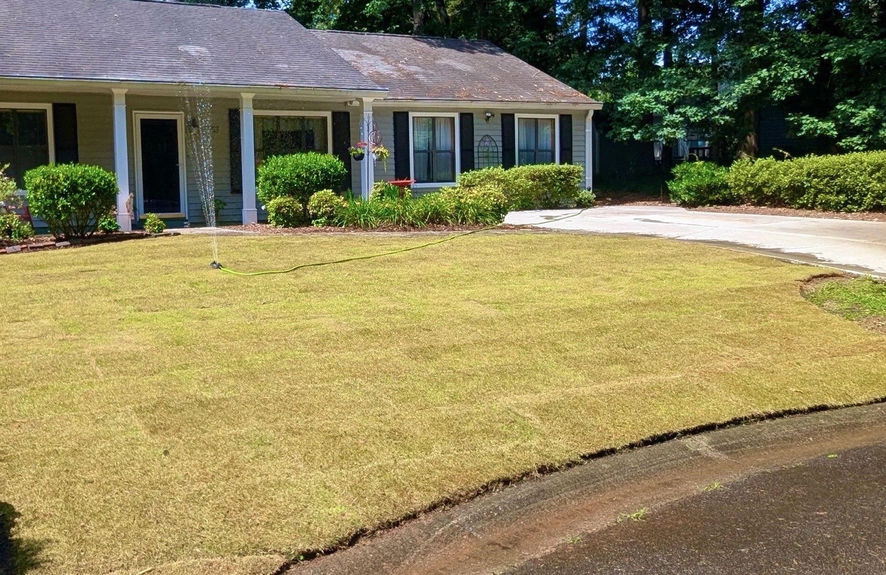 Tan lawn in front of a house, next to a driveway and landscaping.