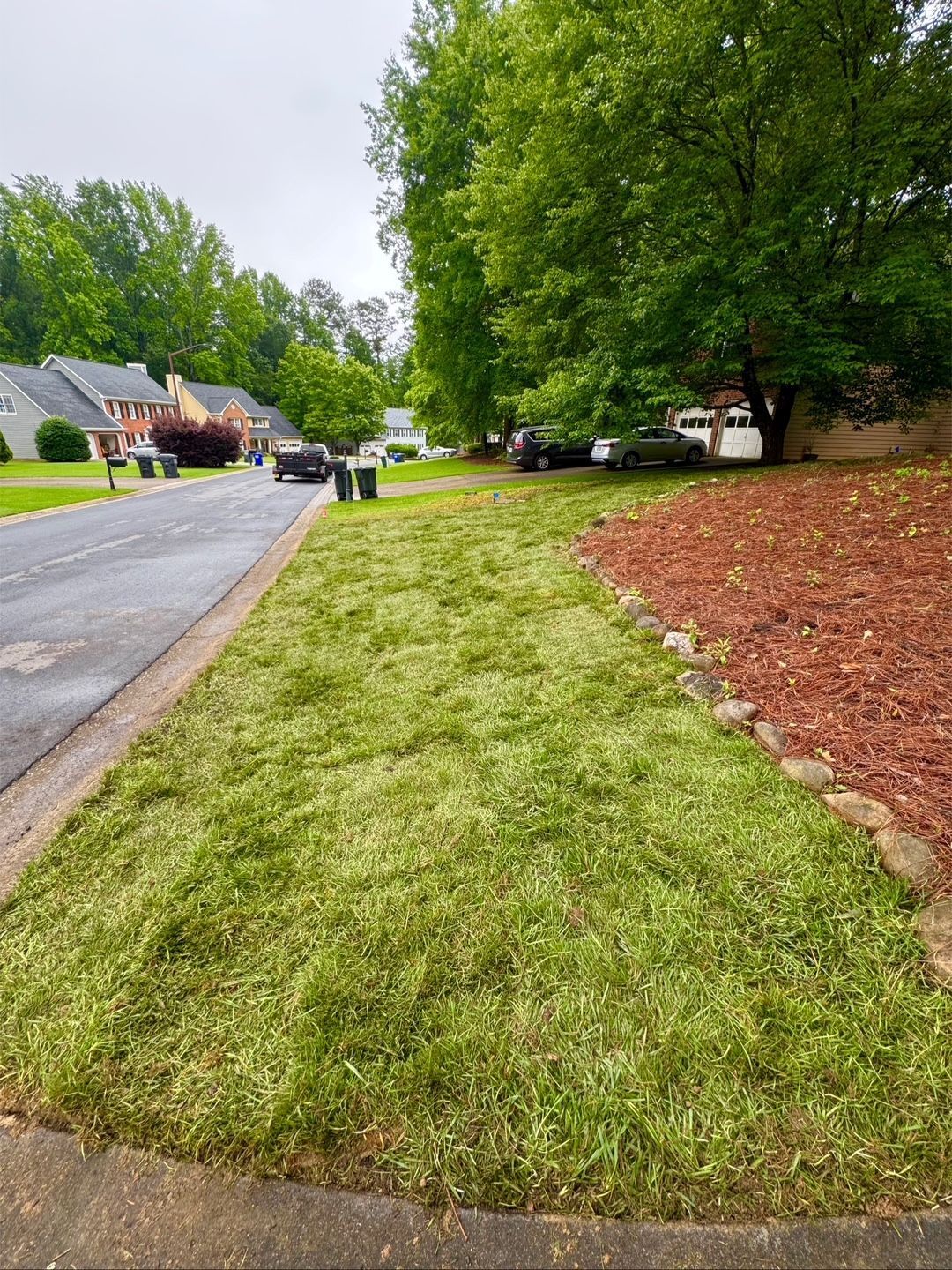 Mowed lawn next to a street, with a red mulch bed on the right. Trees and houses are in the background.