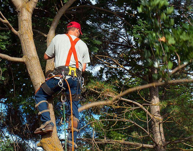 Tree trimming