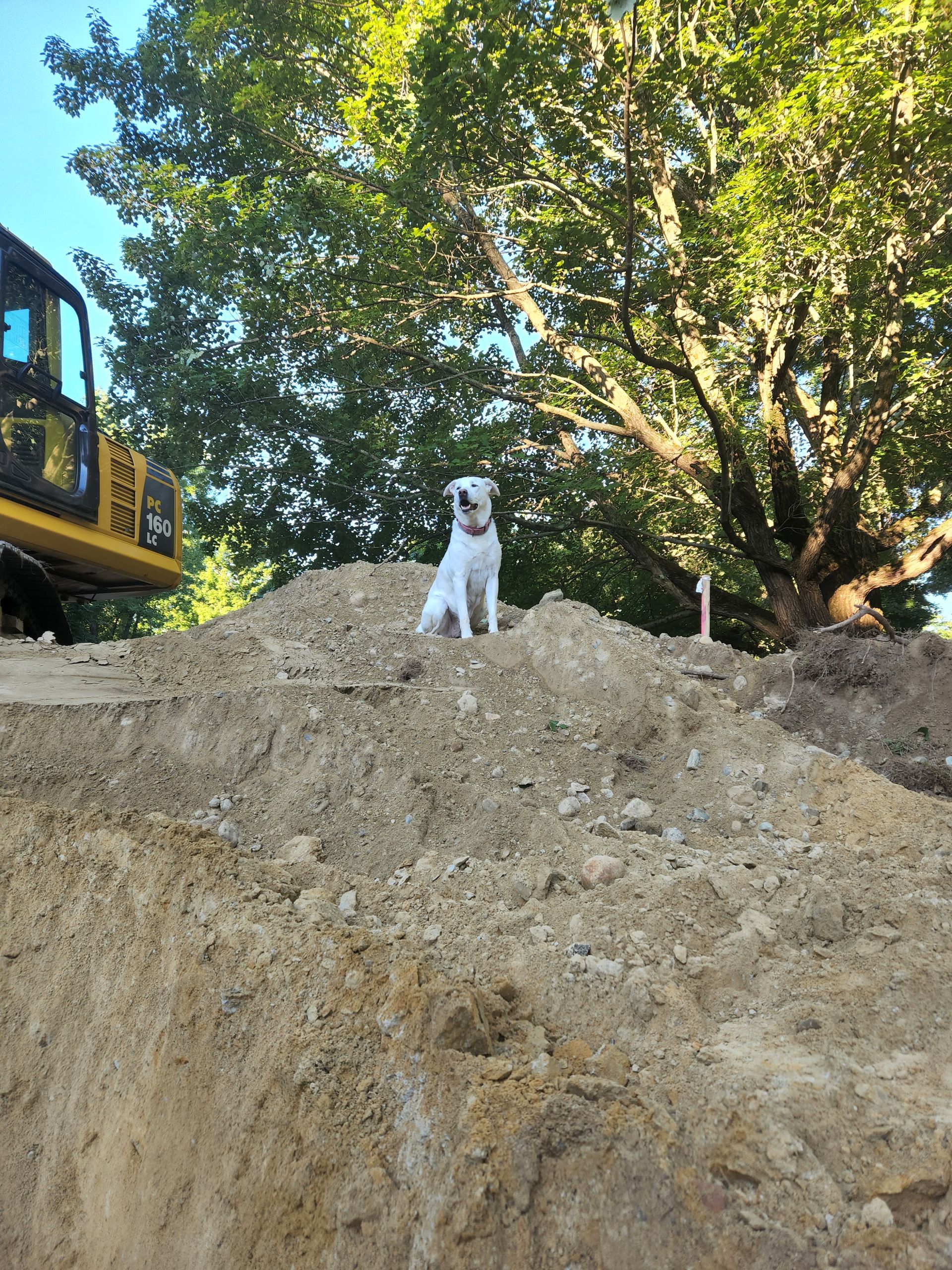 a dog is standing on top of a pile of dirt