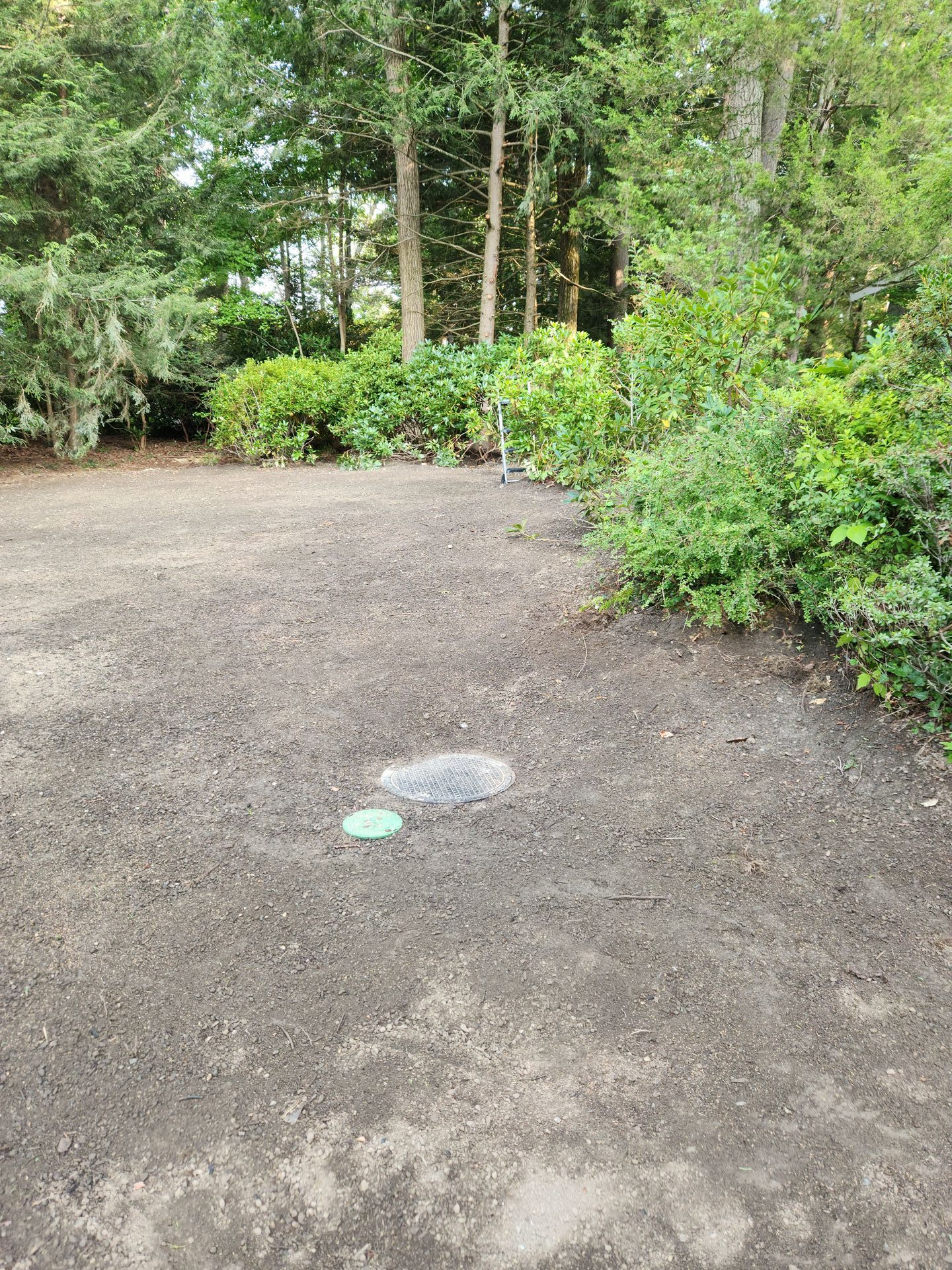 a lush green forest with trees and bushes surrounding a dirt field