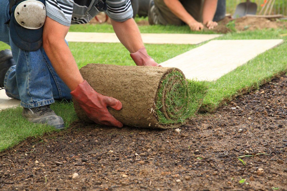 A worker rolls out sod on bare soil beside a green lawn with a sidewalk in the background