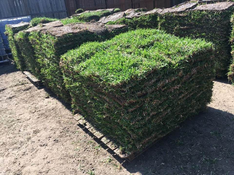 Stacks of rolled grass sod in a yard, with green tops and dirt sides.