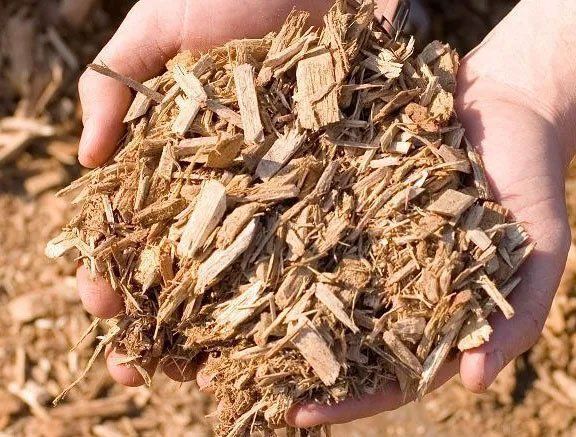Hands holding a pile of dry wood chips or mulch outdoors.
