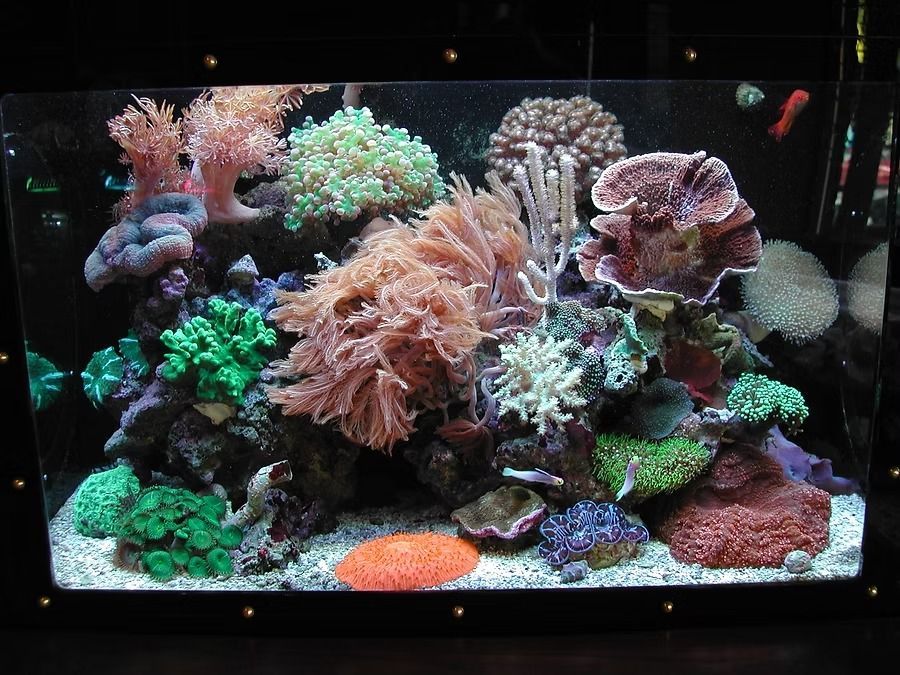 Vibrant coral reef aquarium with colorful coral and fish.