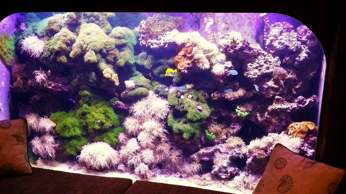 A large, vibrant saltwater aquarium with colorful coral and fish, set into a wall.