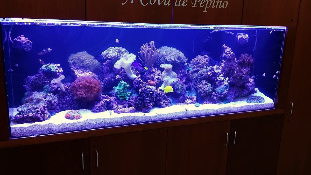 A large, vibrant saltwater aquarium with coral and fish, lit by blue lights, set on a cabinet.