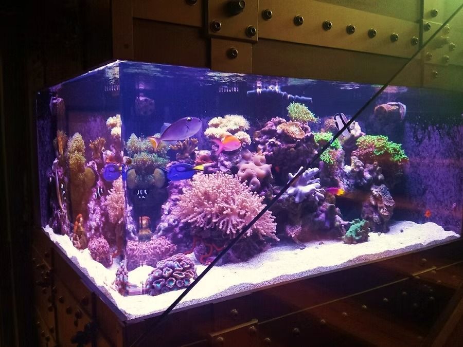 A vibrant saltwater aquarium filled with colorful coral and fish, set in a wooden structure.