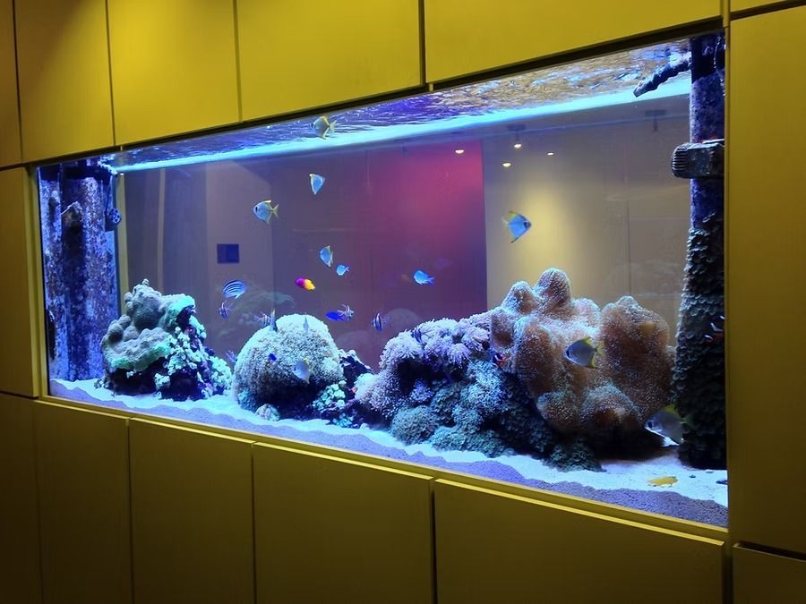 An aquarium built into a yellow wall, filled with coral, various colorful fish and bright blue lighting.