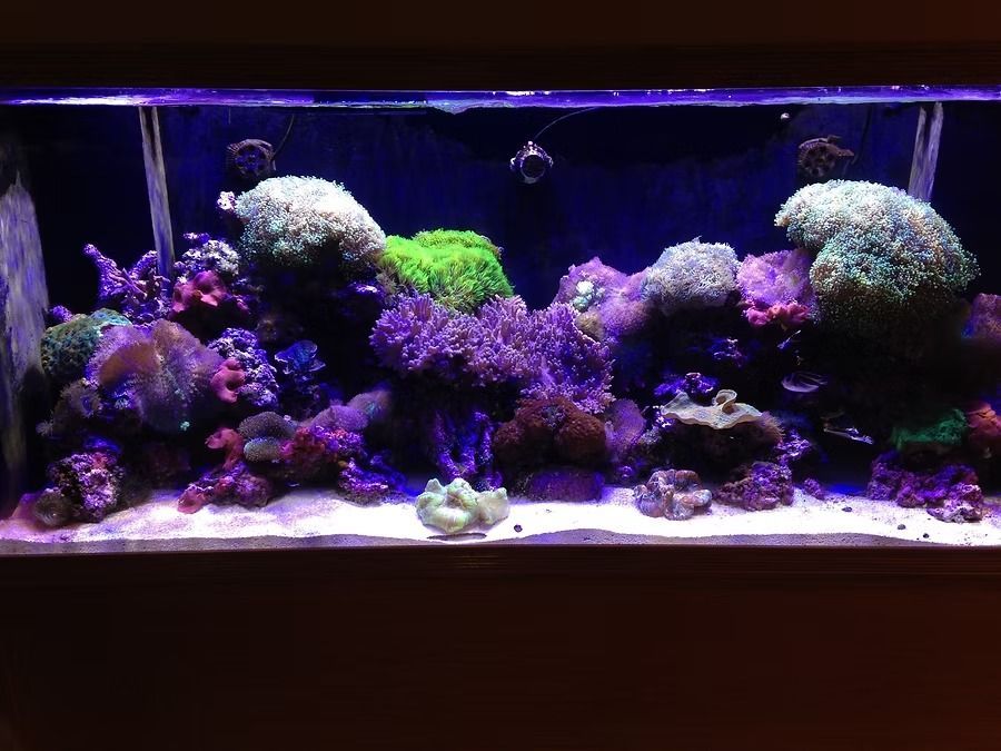 A vibrant coral reef aquarium with colorful corals under blue lighting.