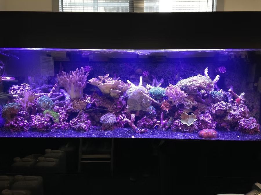 Vibrant coral reef aquarium with colorful corals, fish, and dark substrate, illuminated by blue lighting.