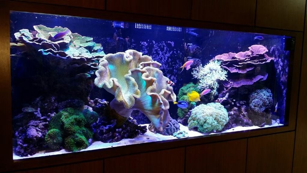 Vibrant saltwater aquarium with colorful coral and fish in a dark, wooden-framed setting.