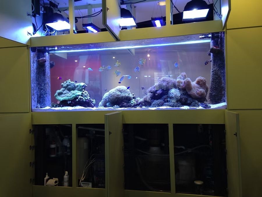 A large, lit-up saltwater aquarium with coral and fish, encased in a yellow cabinet.