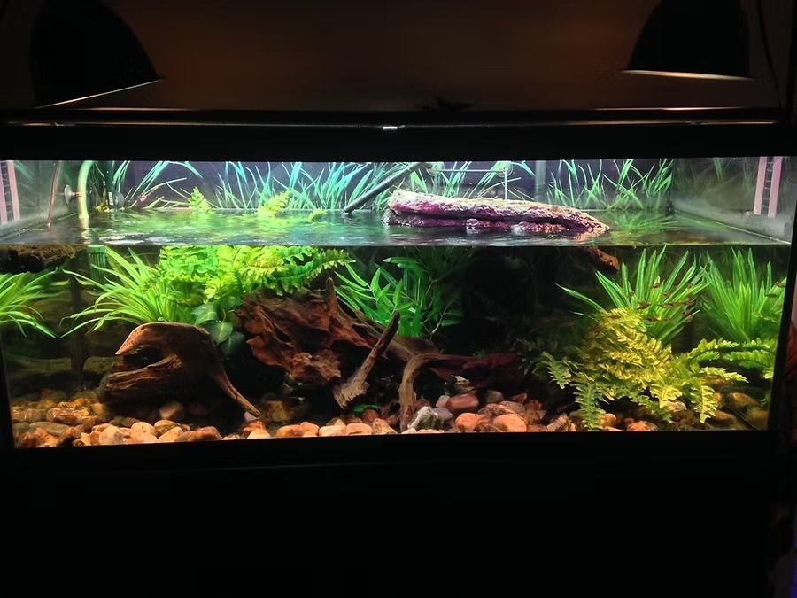 Aquatic habitat with lush green plants, rocks, and a submerged log, creating a natural-looking environment.