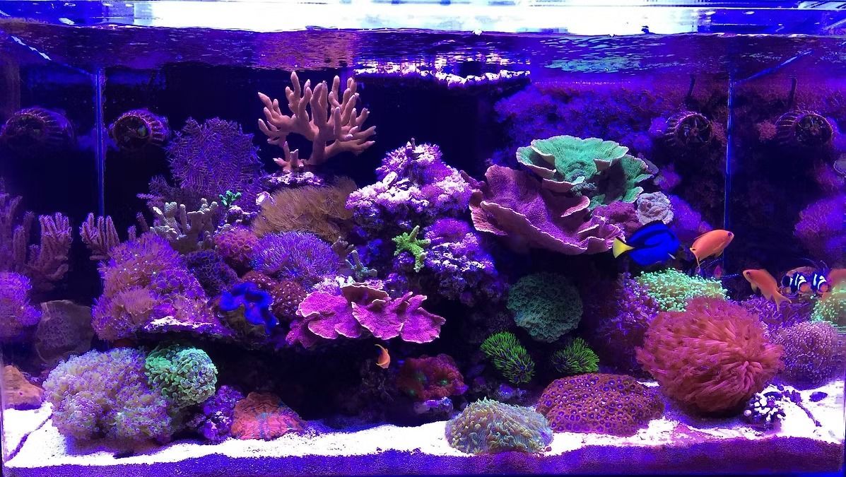 A colorful saltwater reef aquarium with live coral, fish, and a sandy bottom.