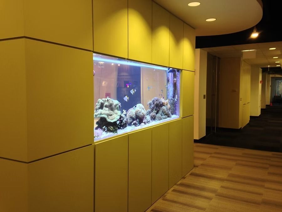 A large, rectangular aquarium built into a yellow wall in a hallway; contains coral and fish.