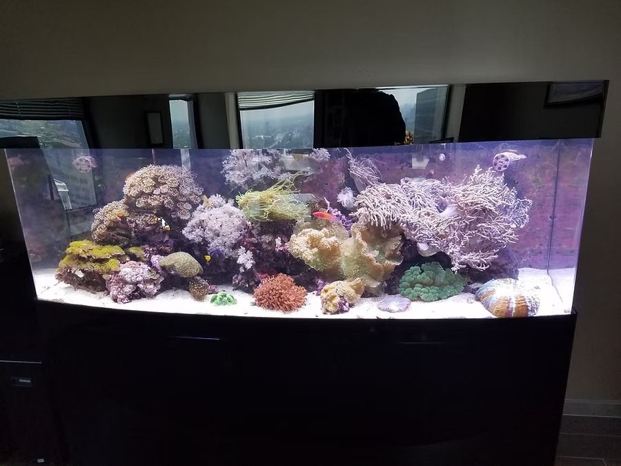Large, curved saltwater aquarium with coral and fish on a black stand.