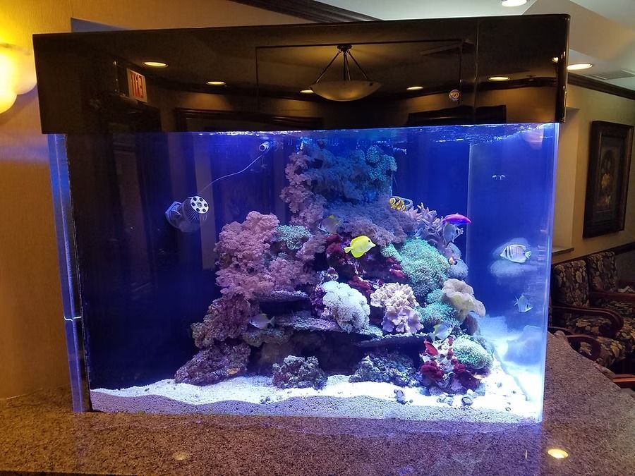 A colorful reef aquarium with coral and fish on a countertop.