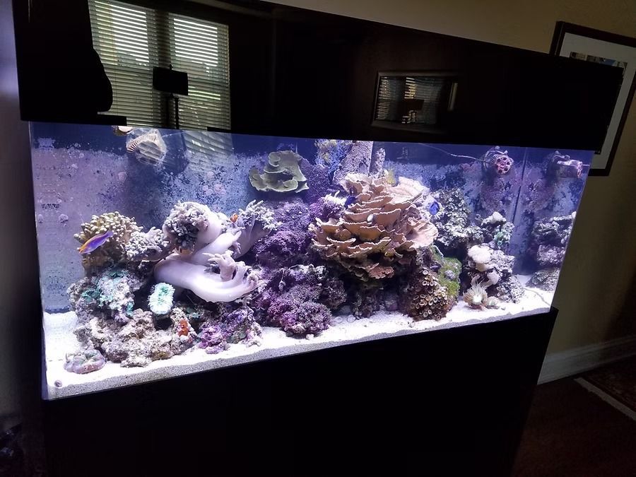 Large rectangular reef aquarium with colorful corals and fish.