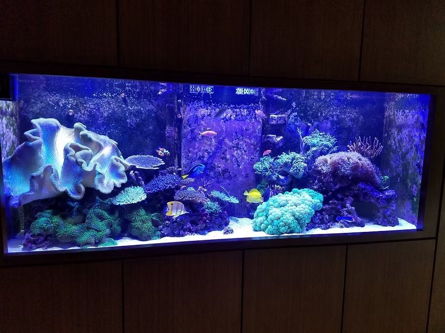 Colorful reef aquarium with coral and fish, lit by blue light.