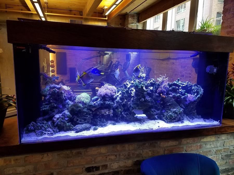 Large saltwater aquarium with corals and fish, lit with blue lights, set in a room with brick and wood.