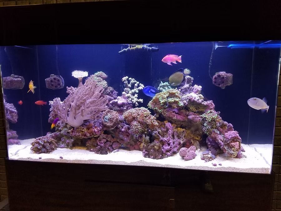 An aquarium with various colorful fish, corals, and rock formations. A diverse marine ecosystem in a glass tank.