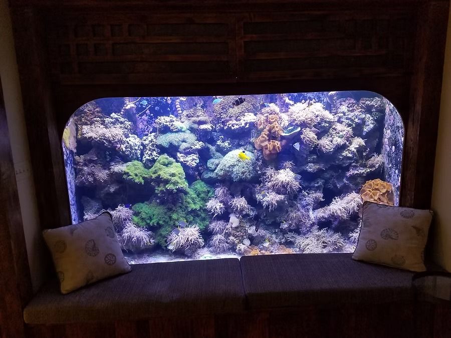 A large aquarium built into a wall, filled with colorful coral and fish, with a bench and pillows below.