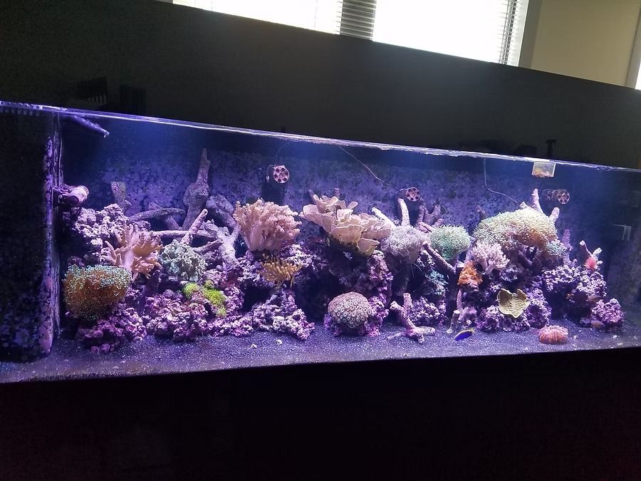 A long aquarium lit by blue-purple light with corals and rock formations.