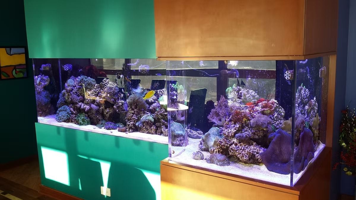 A large, rectangular saltwater aquarium built into a wall; corals and fish are visible.