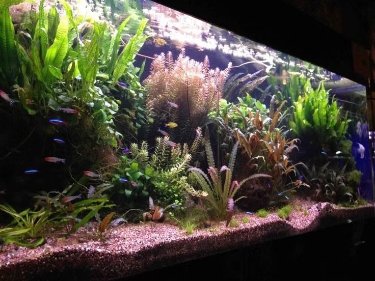 A lush, planted aquarium with colorful fish, featuring various aquatic plants, and gravel substrate.