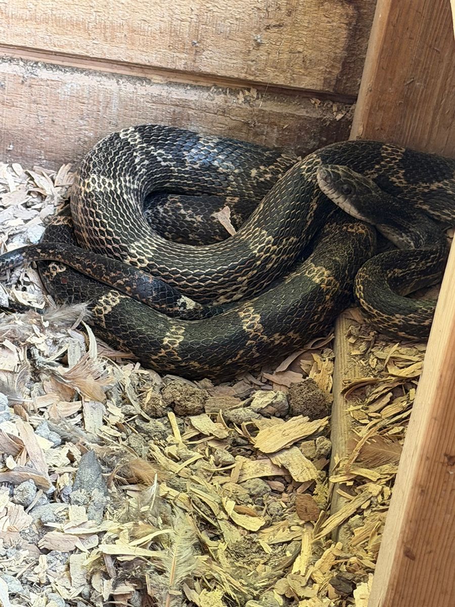 Coiled dark snake with pale bands resting in wood shavings inside a wooden enclosure