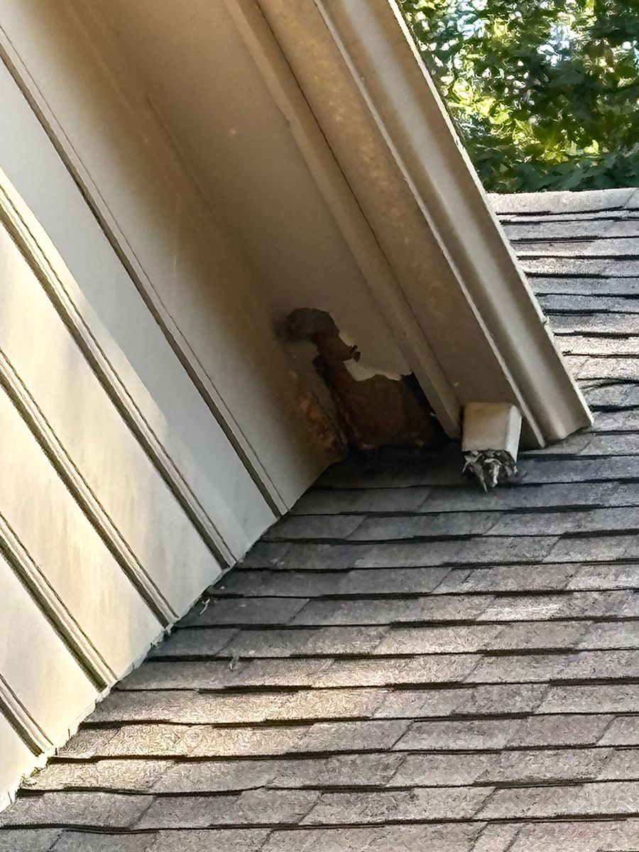 Brown squirrel on a sloped shingled roof beside house siding and a small vent pipe