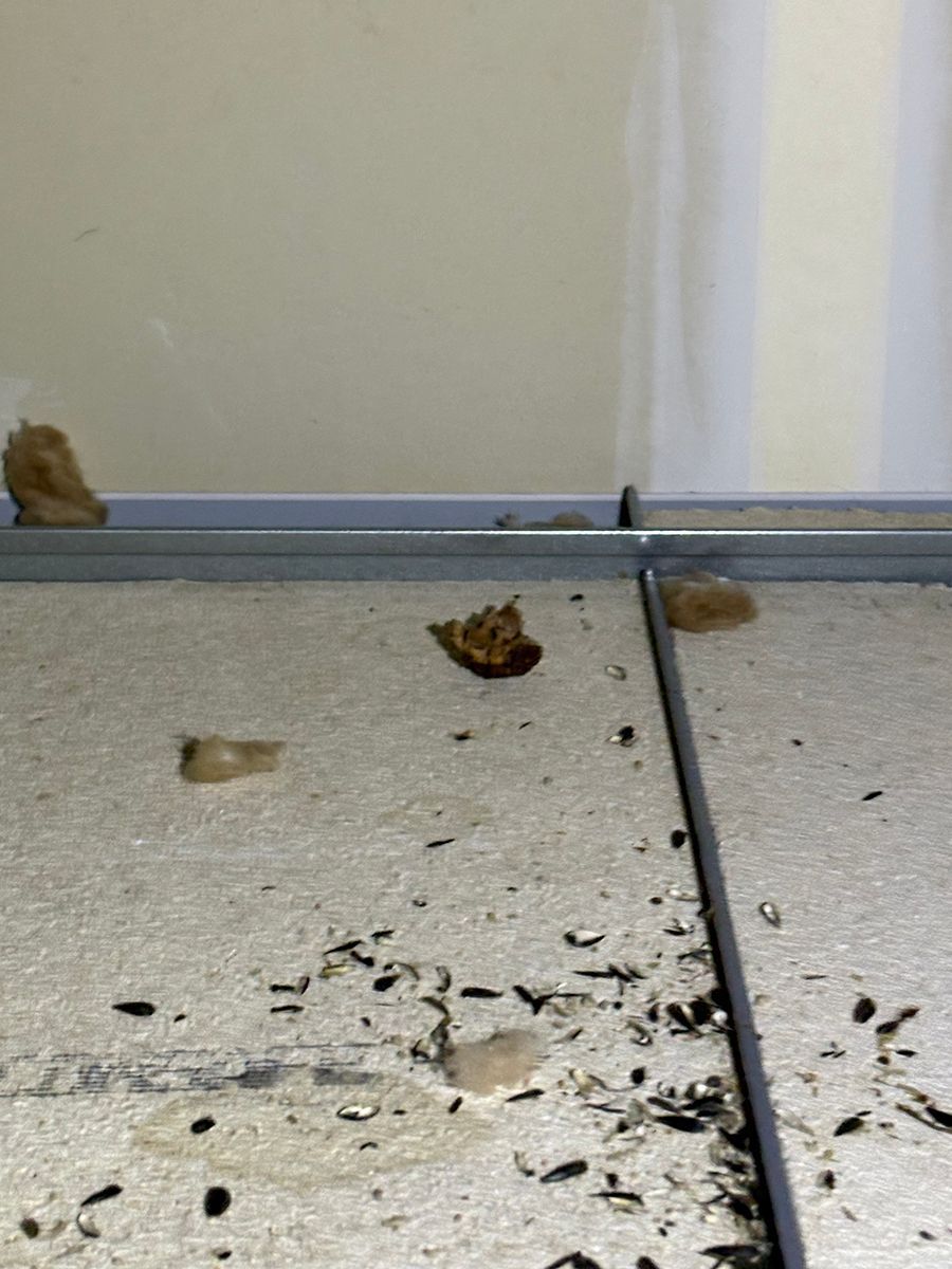 Small brown bug on a tiled floor near a wall, with scattered debris around it.