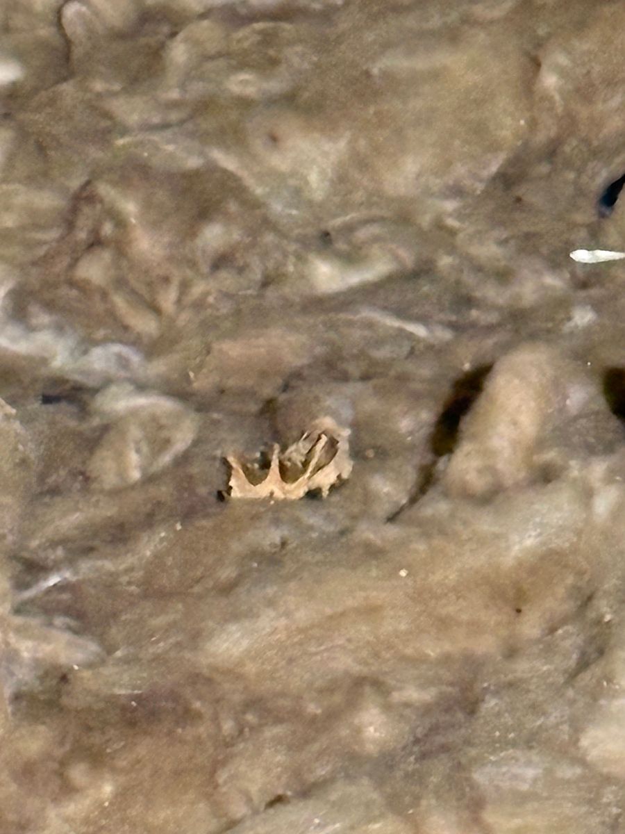 Small tan crown-like object on a rough brown textured surface.