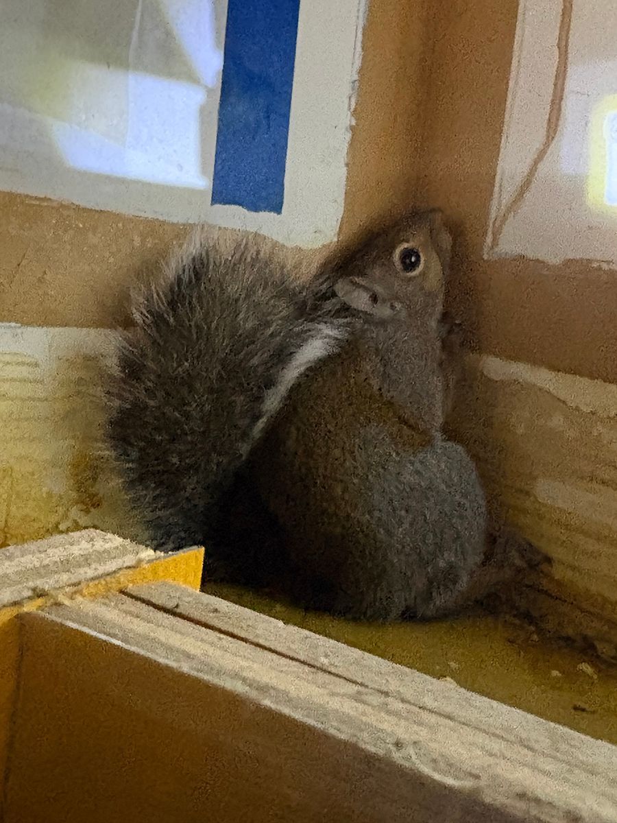 Squirrel nestled in a wooden corner, beside a blue strip on the wall, looking upward.
