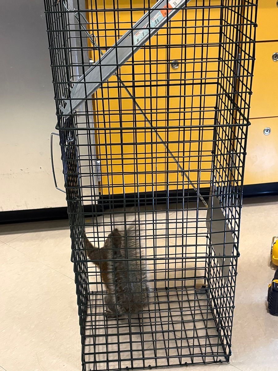 Small dog behind a wire cage in an indoor room, with a yellow cabinet in the background