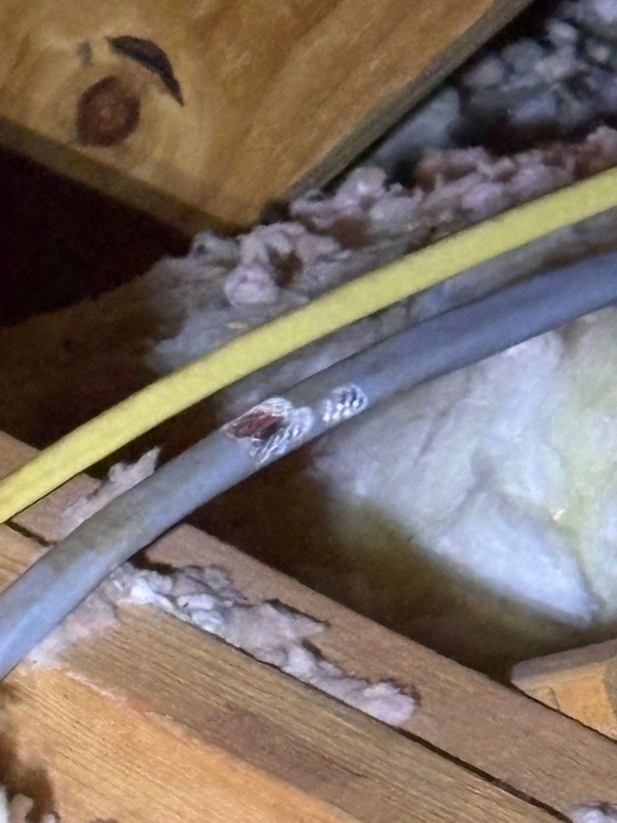 Small brown spider on a gray cable above pink insulation in an attic space